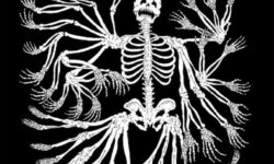 DEAD CROSS: Ακούστε ολόκληρο το νέο άλμπουμ της μπάντας των MIKE PATTON & DAVE LOMBARDO