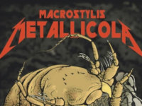 METALLICA: Ερευνητές έδωσαν το όνομα της μπάντας σε νέο είδος οστρακόδερμου!