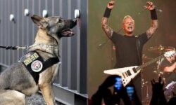 Οι METALLICA και οι TOOL χρησιμοποιούν σκύλους ανιχνευτές για τον covid στις εμφανίσεις τους!