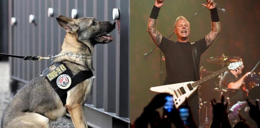 Οι METALLICA και οι TOOL χρησιμοποιούν σκύλους ανιχνευτές για τον covid στις εμφανίσεις τους!