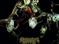 SPECTRAL VOICE – “Sparagmos”